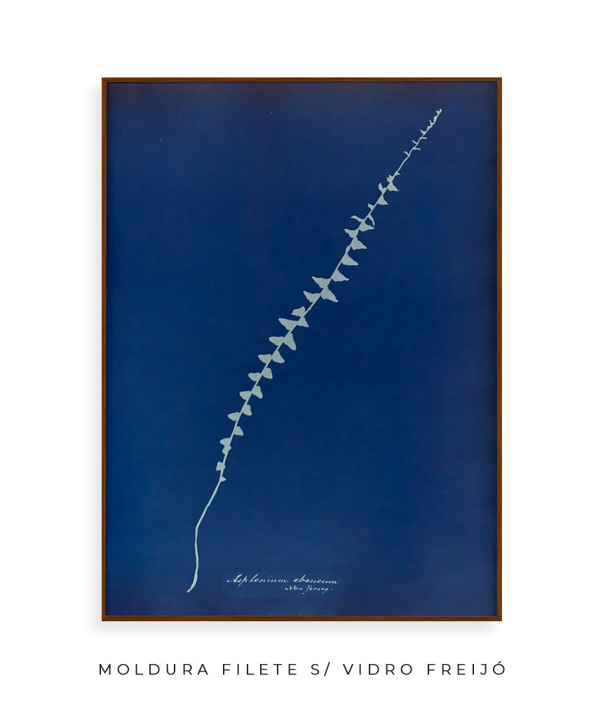 Anna Atkins VI