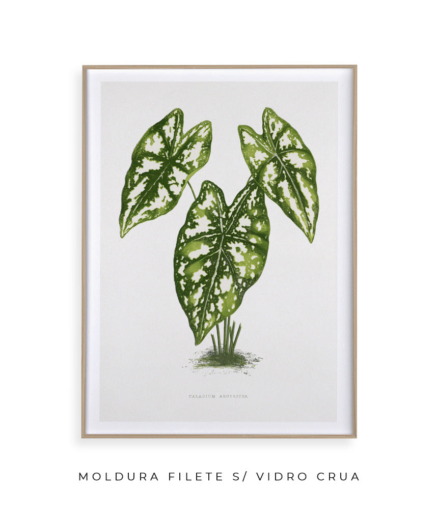 Folhas I