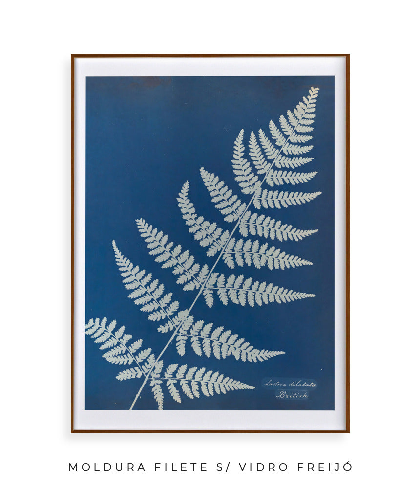 Anna Atkins IV