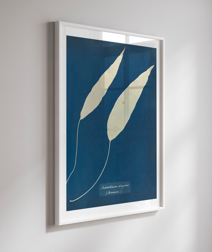 Anna Atkins V