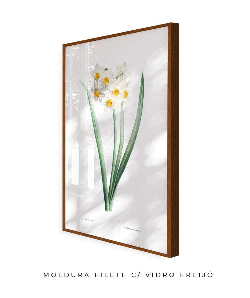 Narcisos