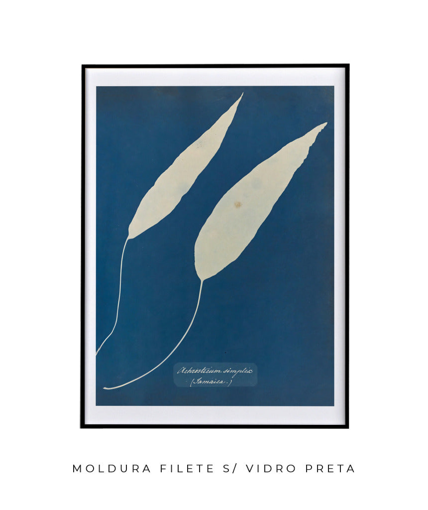 Anna Atkins V