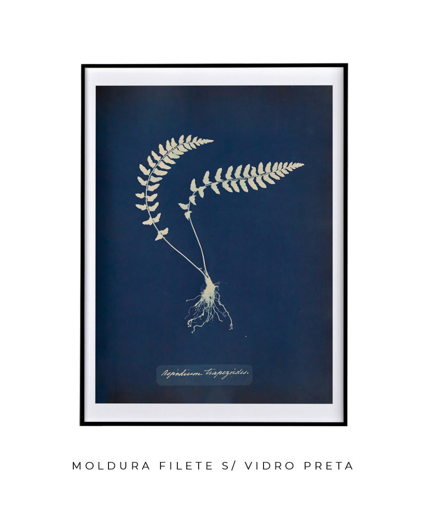 Anna Atkins VIII