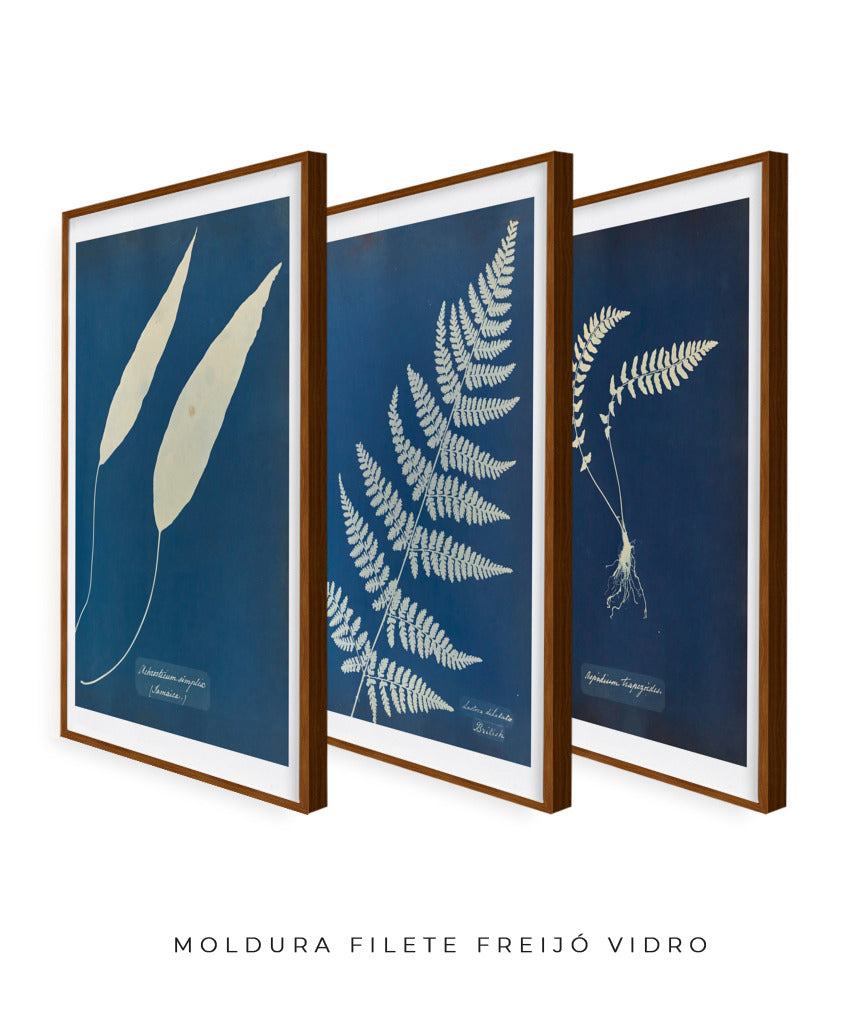 Composição Anna Atkins