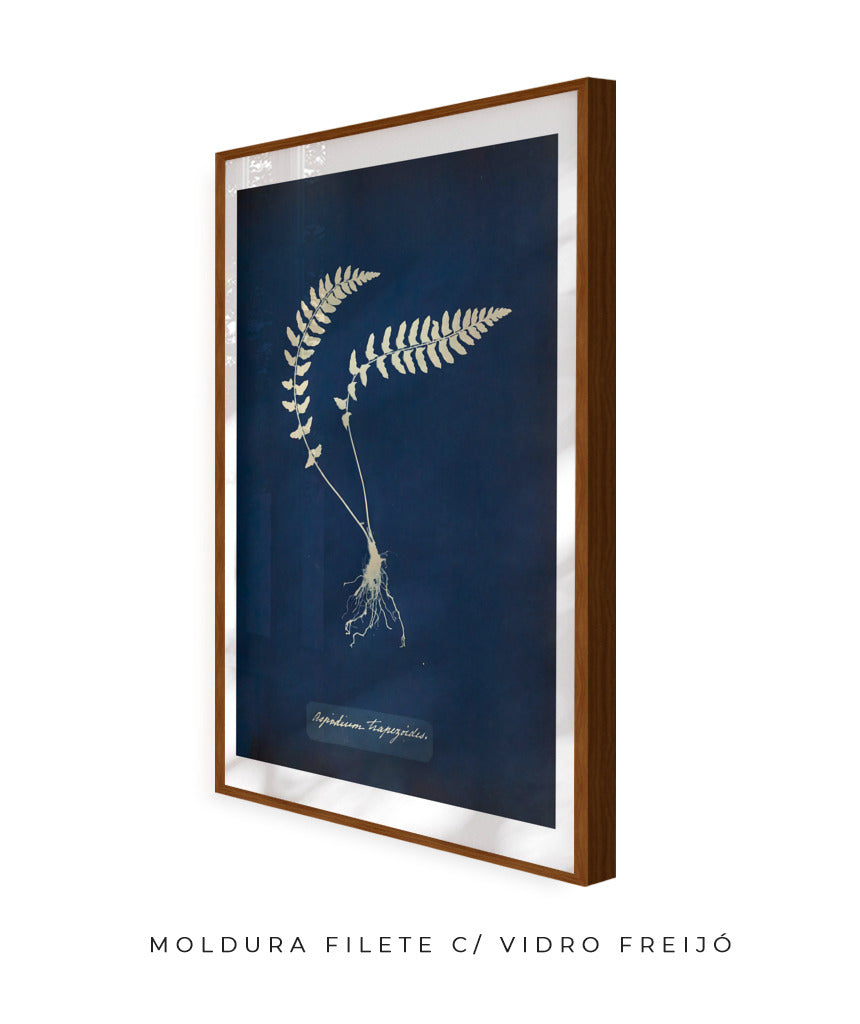 Anna Atkins VIII