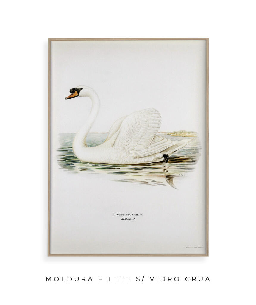 Cisne Branco II