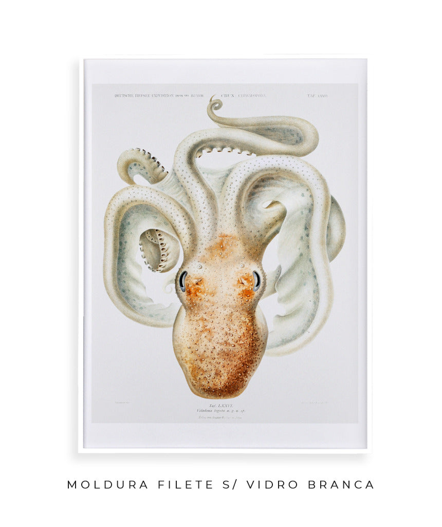 Polvo branco