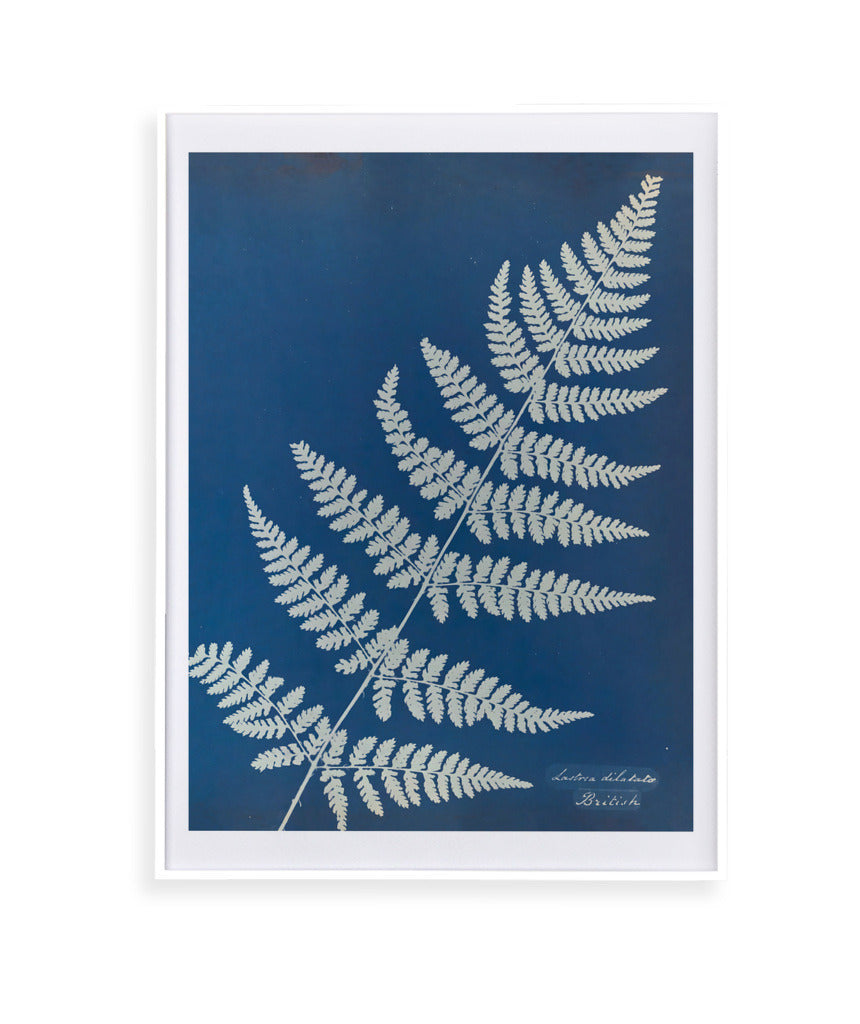 Anna Atkins IV