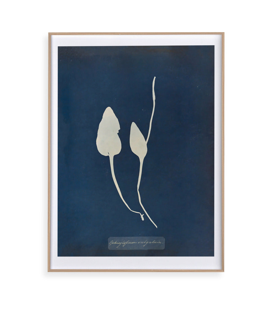 Anna Atkins III