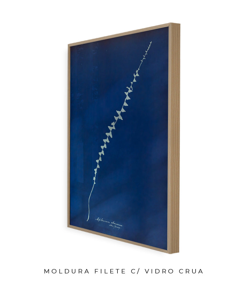Anna Atkins VI