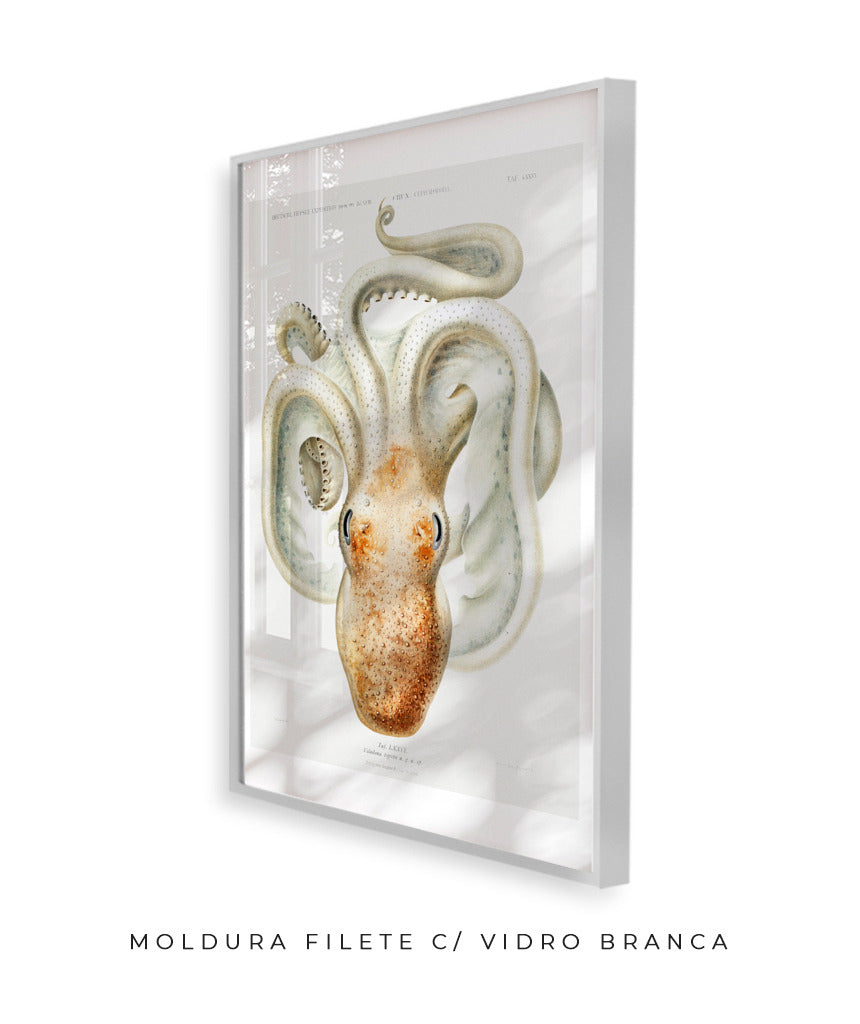 Polvo branco