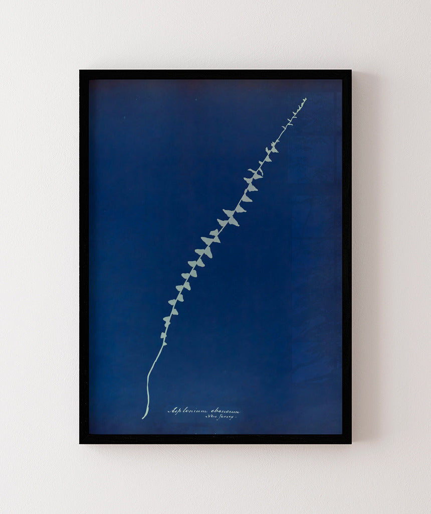 Anna Atkins VI