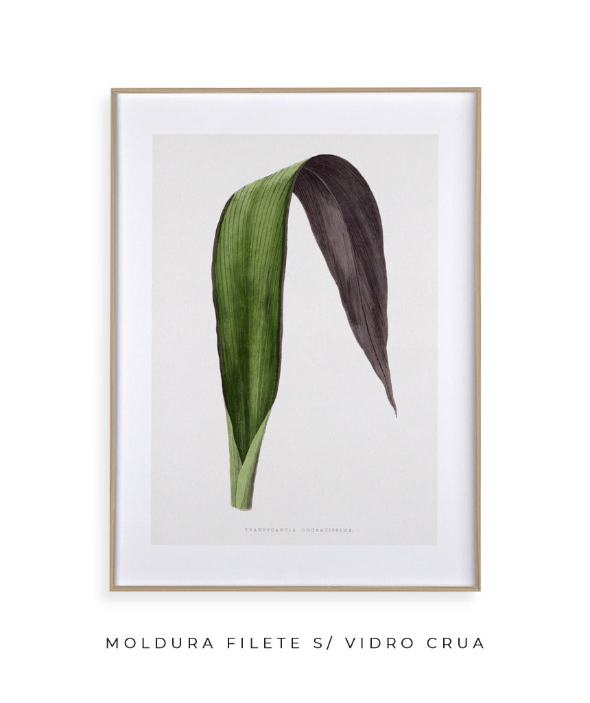 Folhas IX