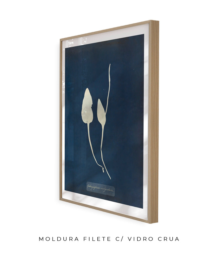 Anna Atkins III