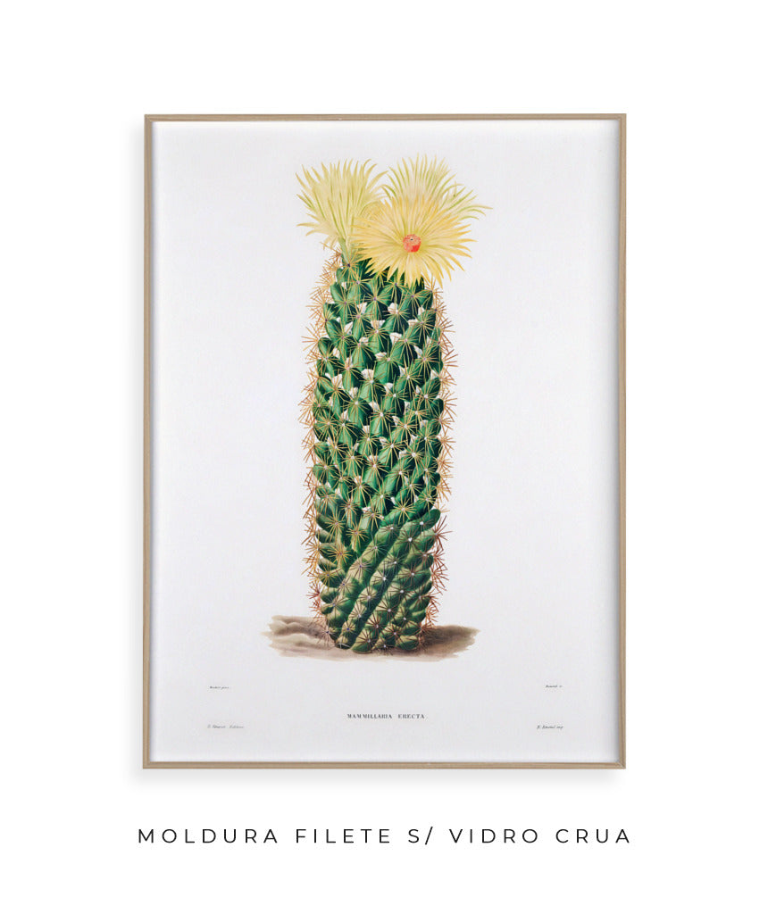 Mammillaria Erecta