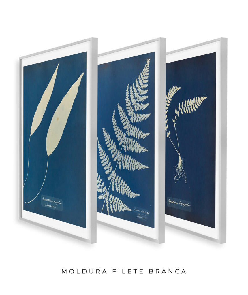Composição Anna Atkins