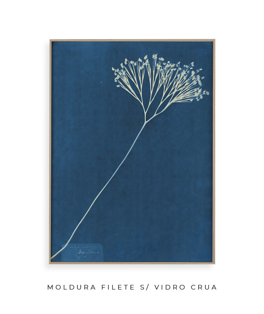 Anna Atkins VII