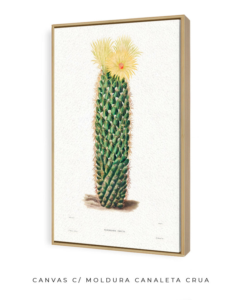 Mammillaria Erecta