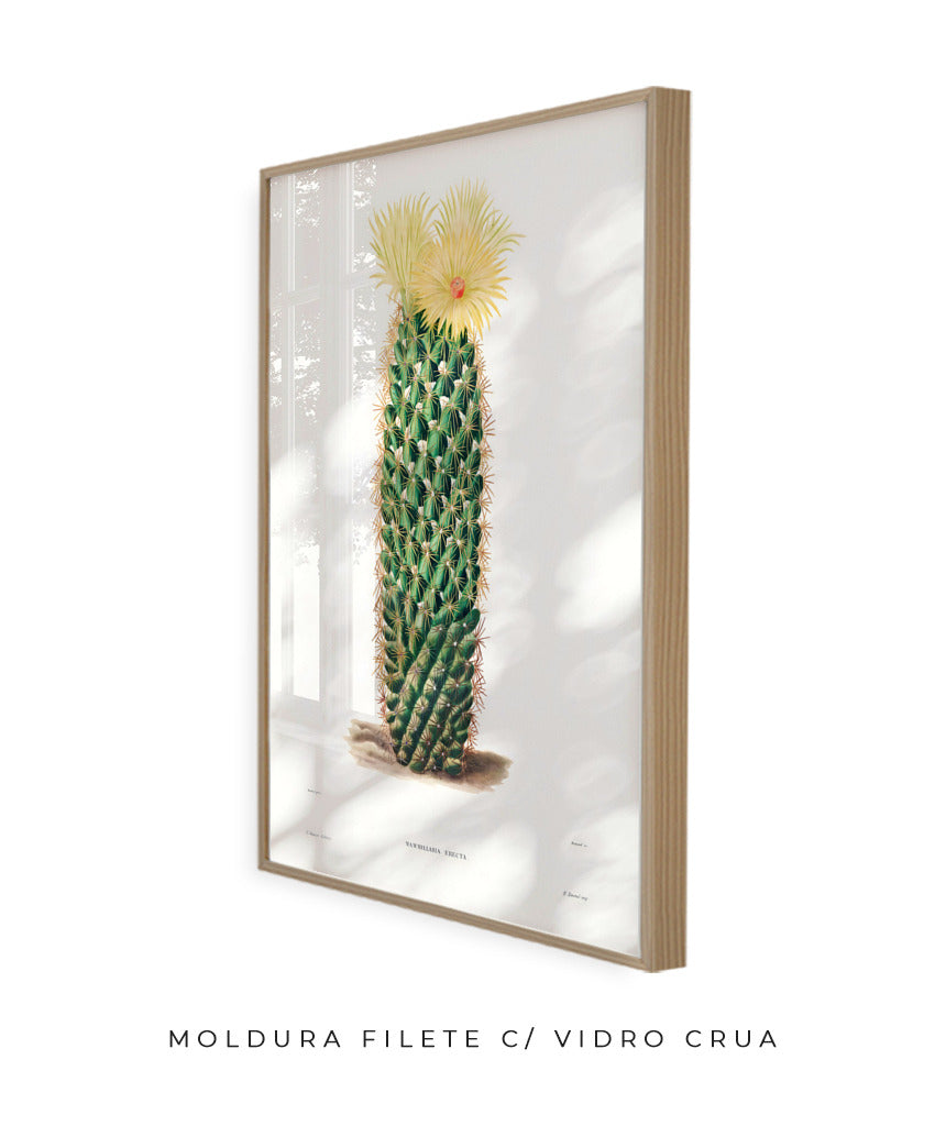 Mammillaria Erecta