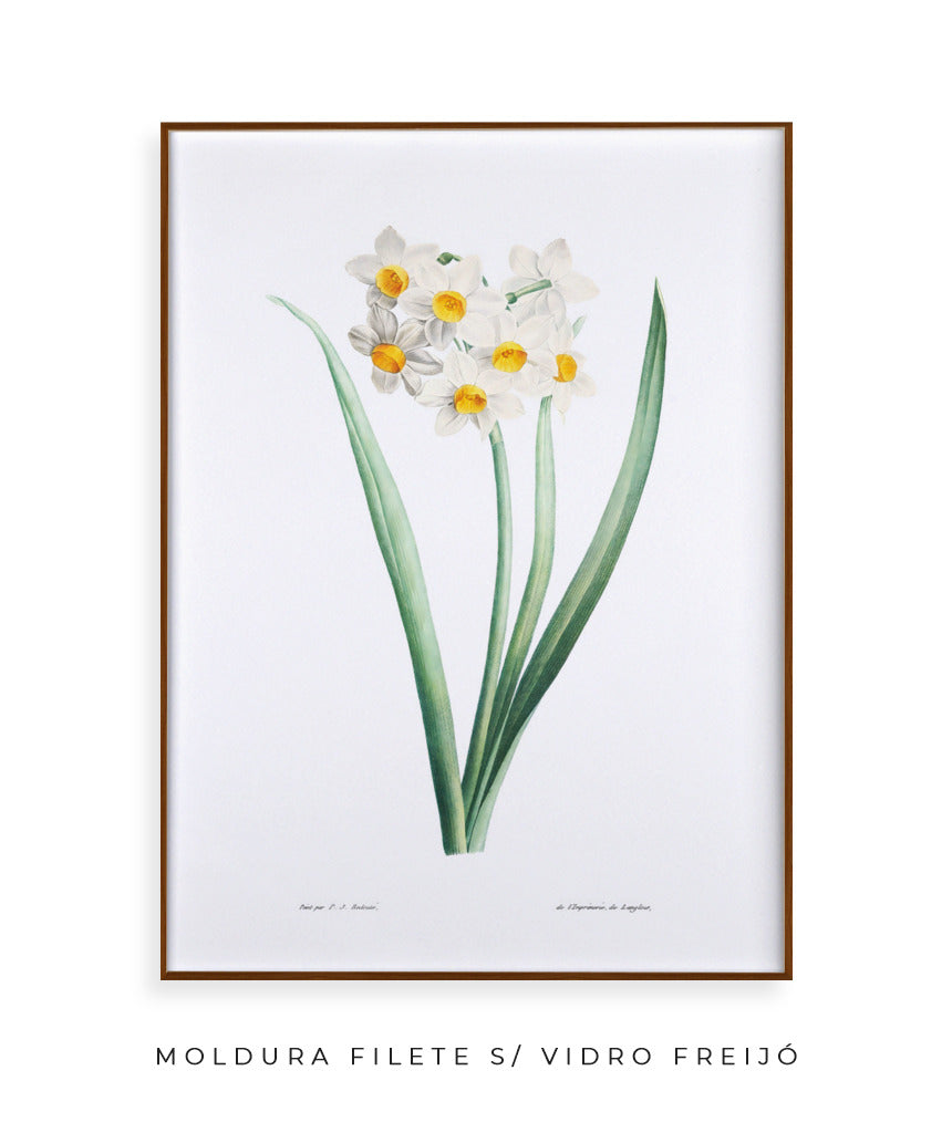 Narcisos