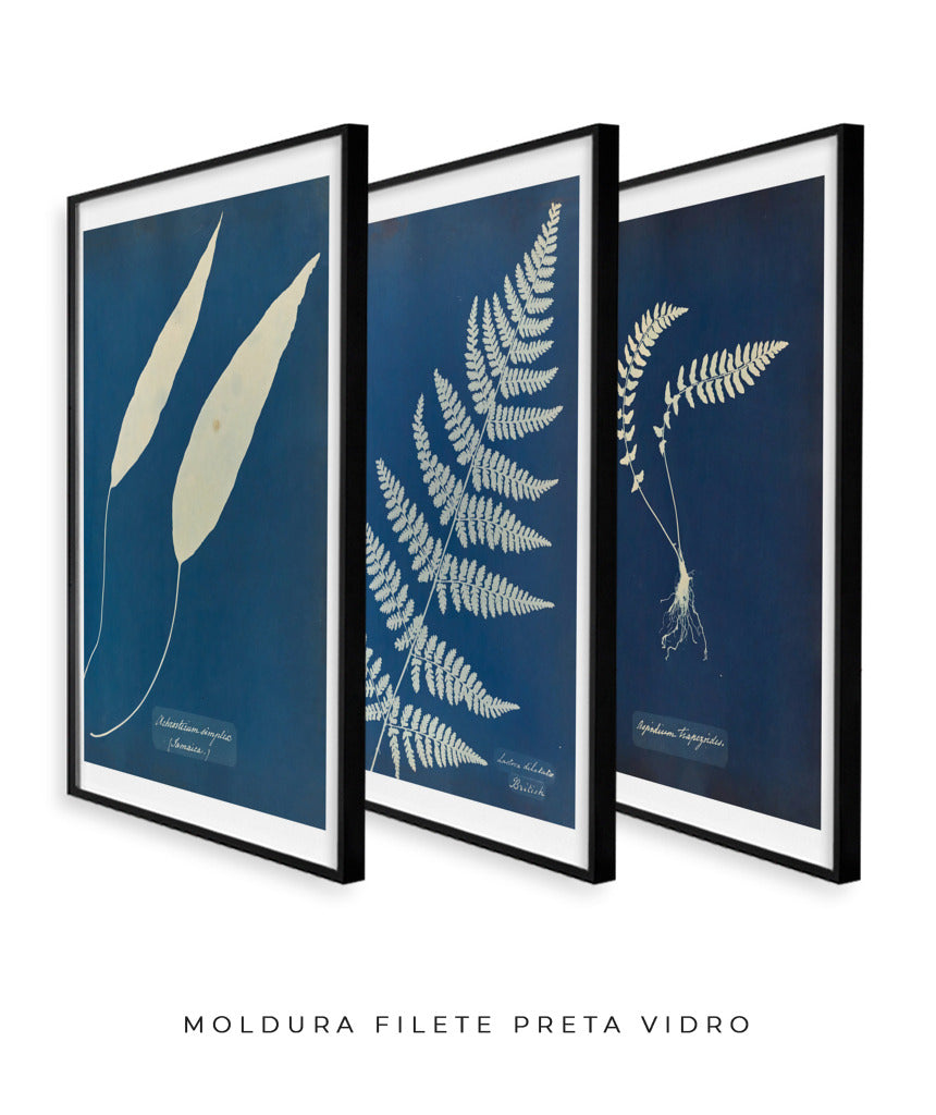 Composição Anna Atkins