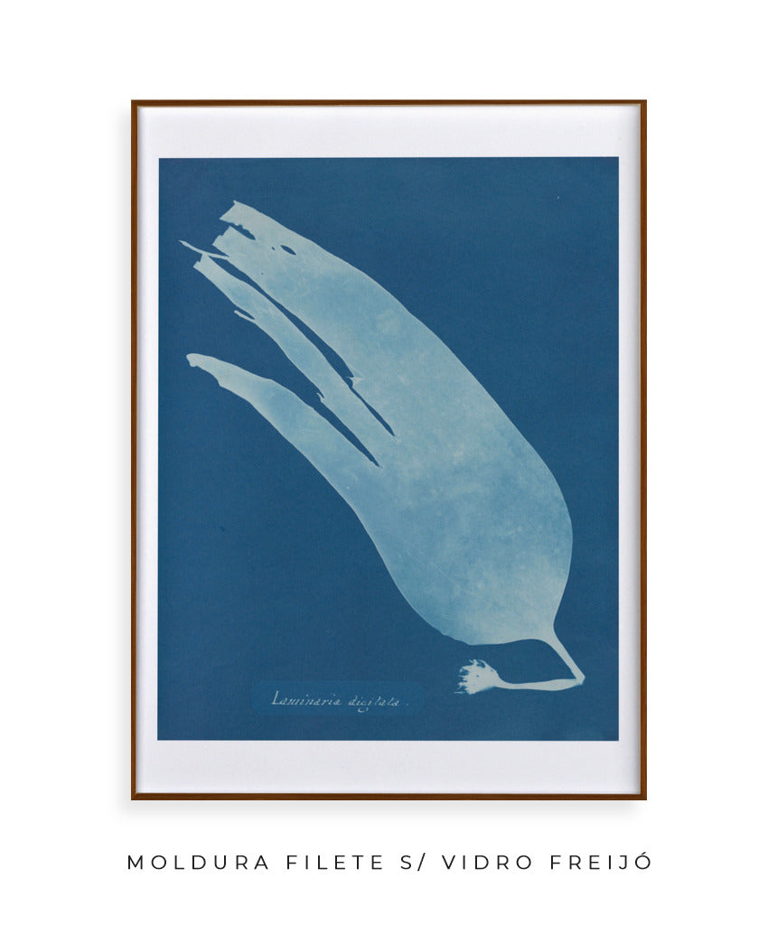 Anna Atkins I
