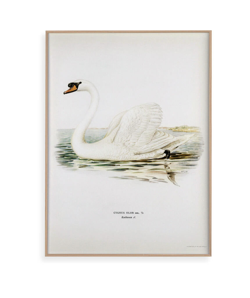 Cisne Branco II