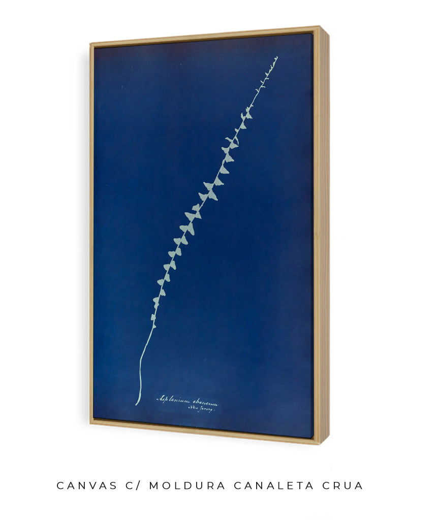Anna Atkins VI