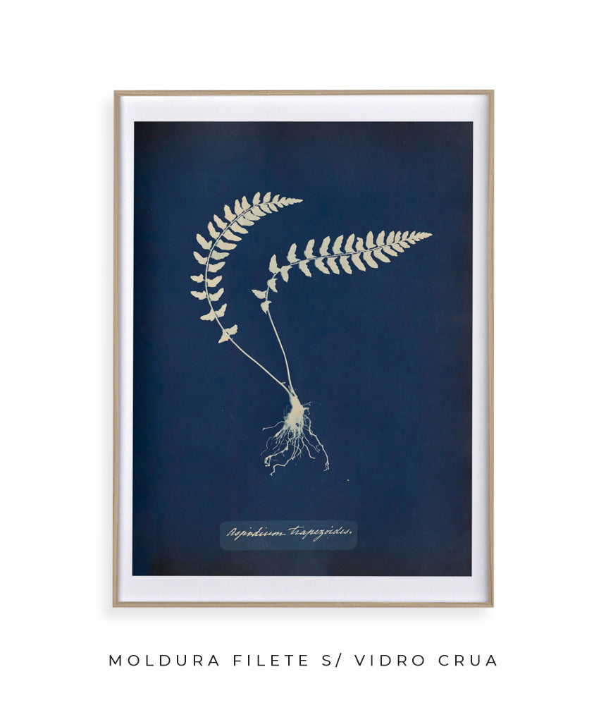 Anna Atkins VIII