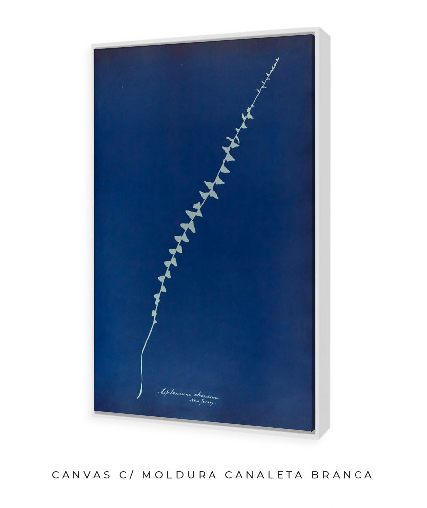 Anna Atkins VI