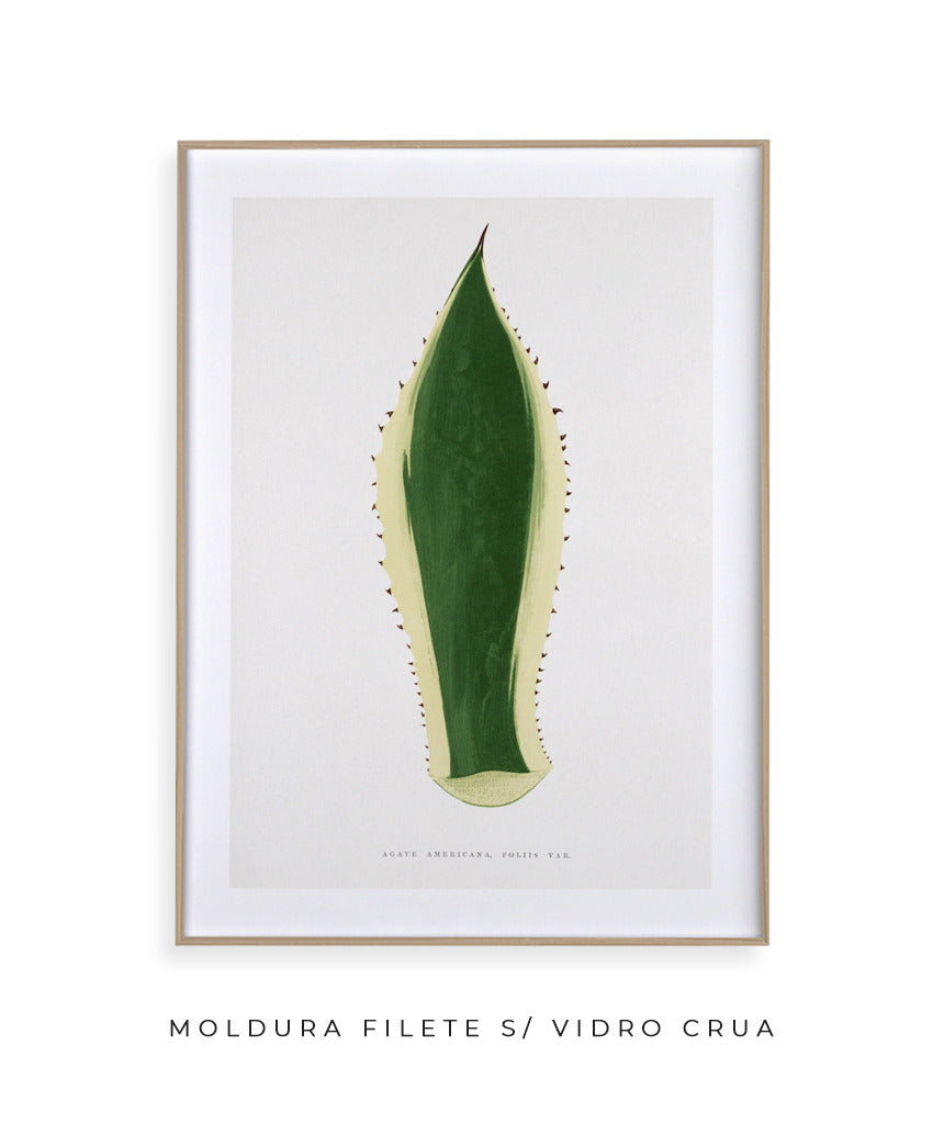 Folhas VII