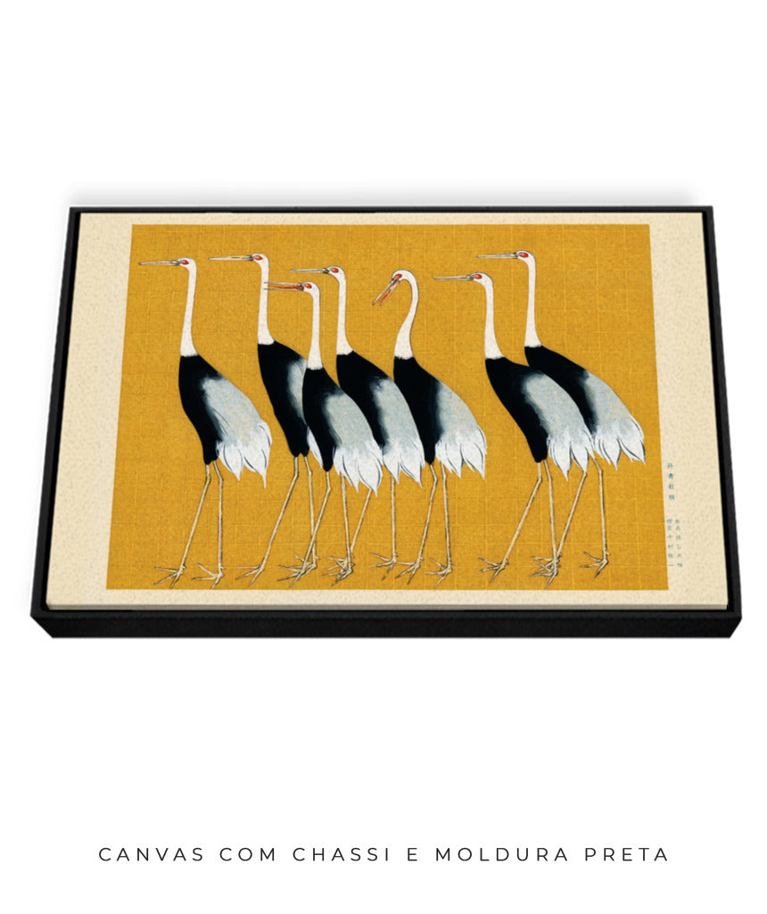 Aves II