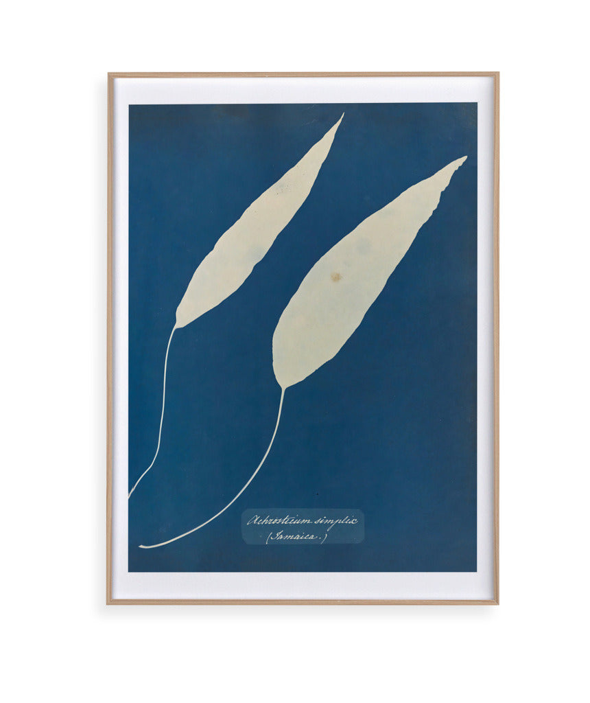 Anna Atkins V