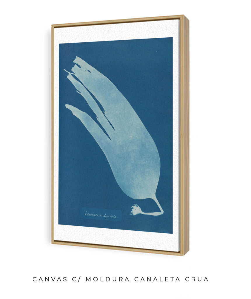 Anna Atkins I