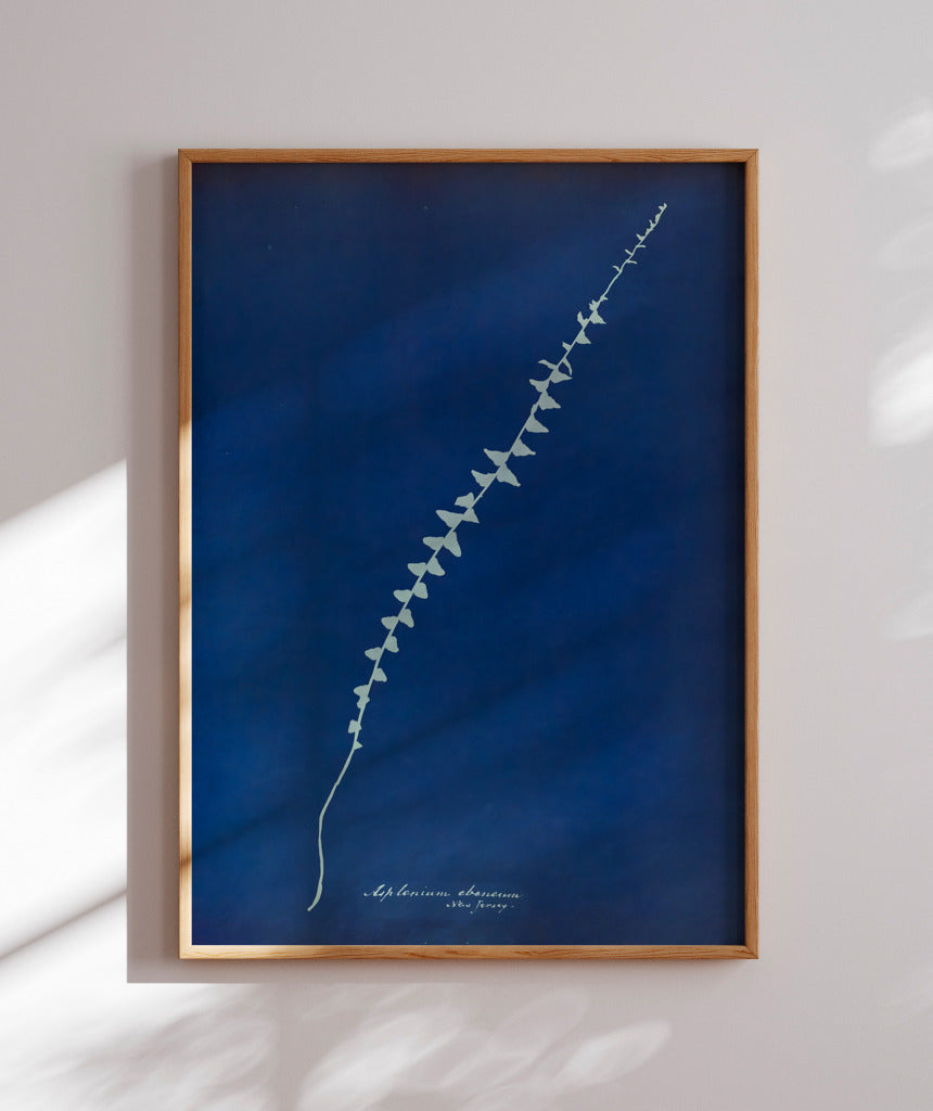 Anna Atkins VI