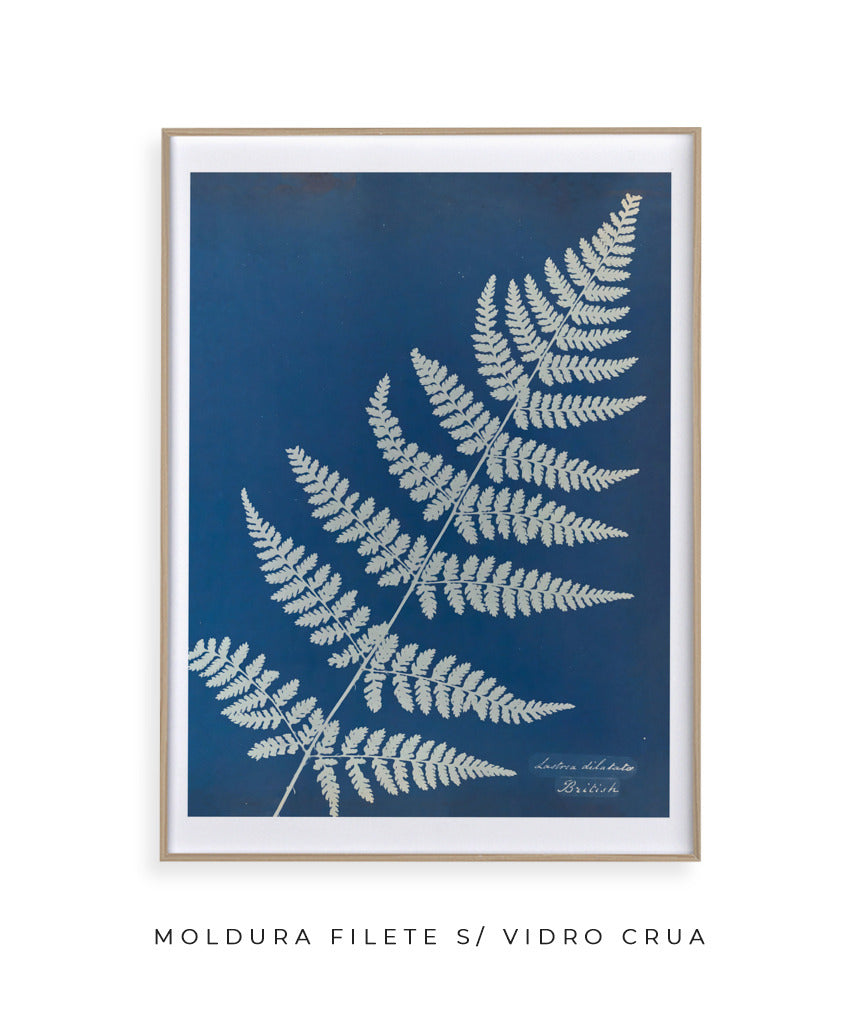 Anna Atkins IV