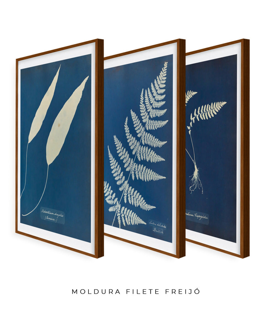 Composição Anna Atkins