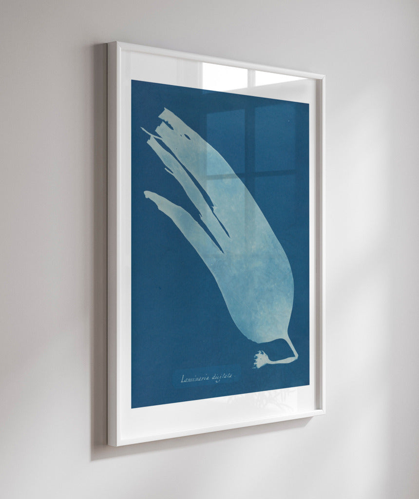 Anna Atkins I