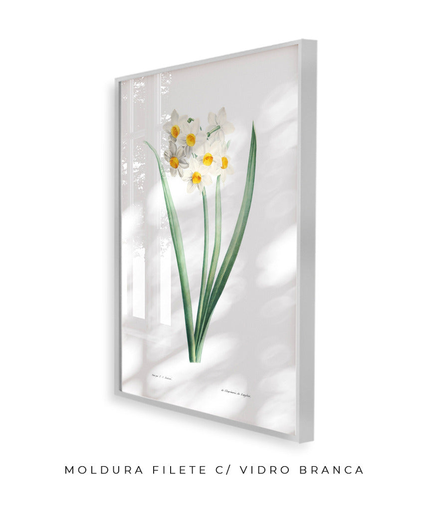 Narcisos