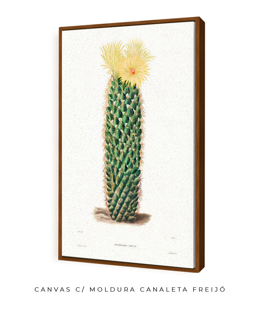 Mammillaria Erecta