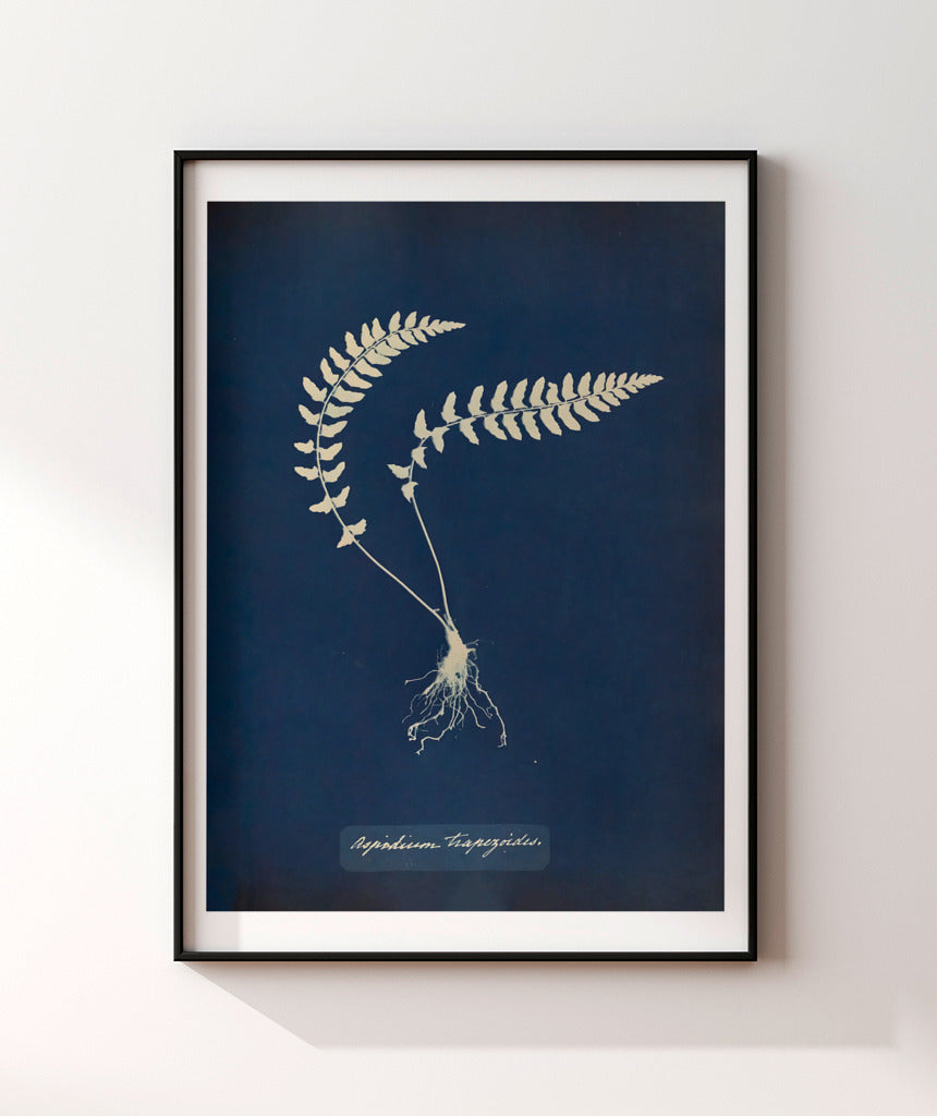 Anna Atkins VIII