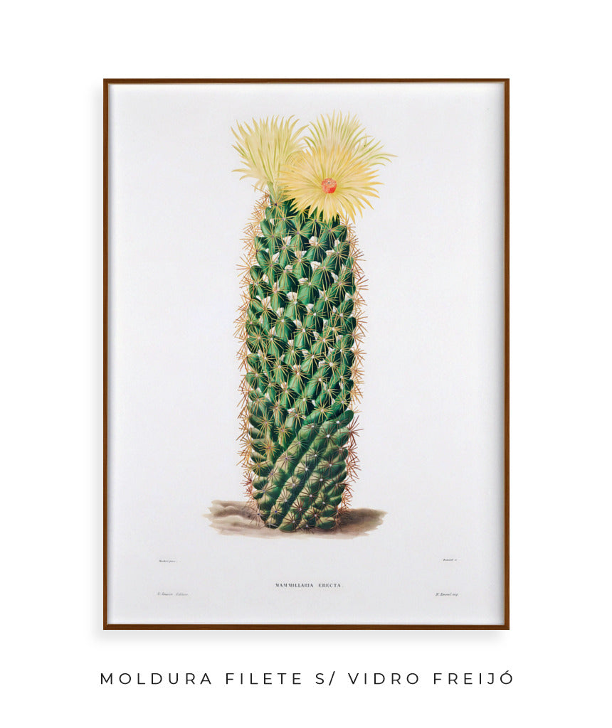 Mammillaria Erecta