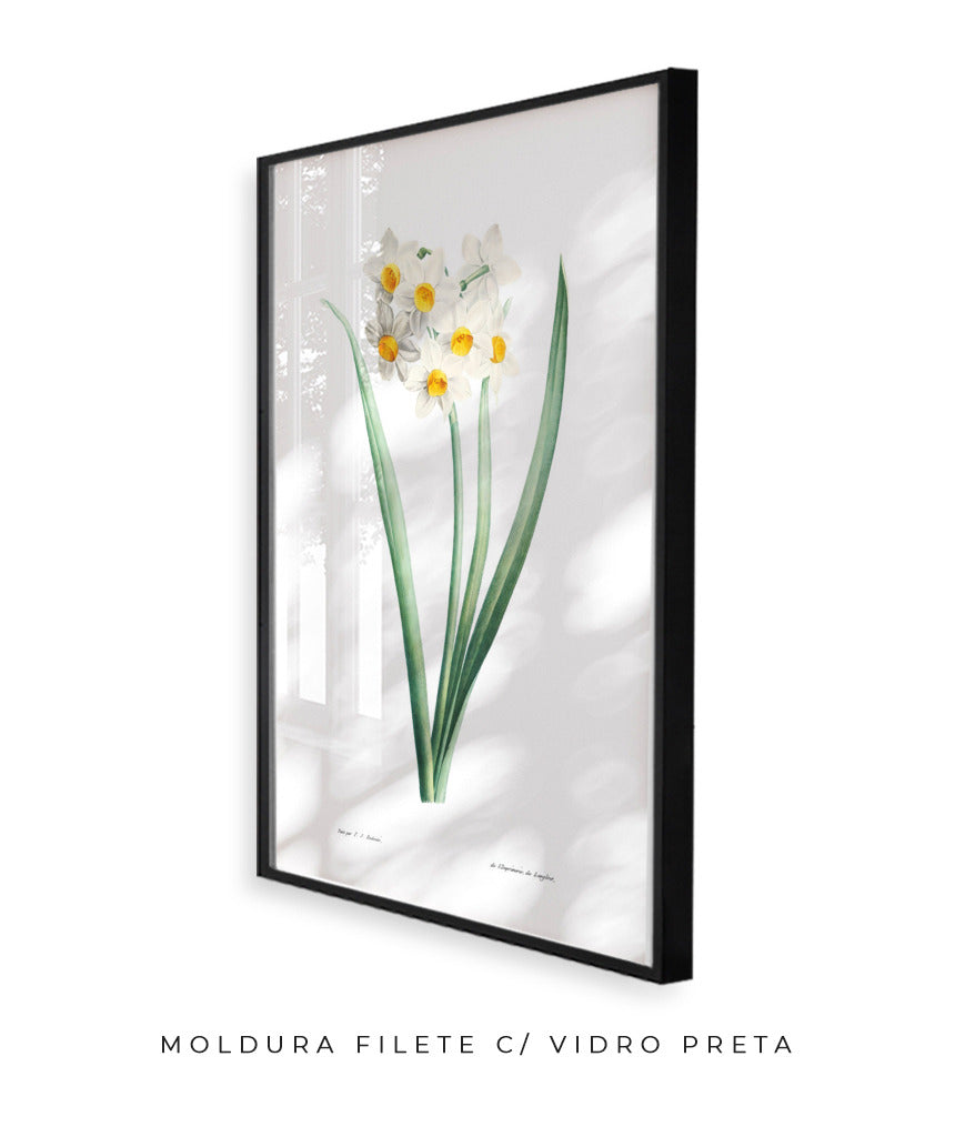 Narcisos