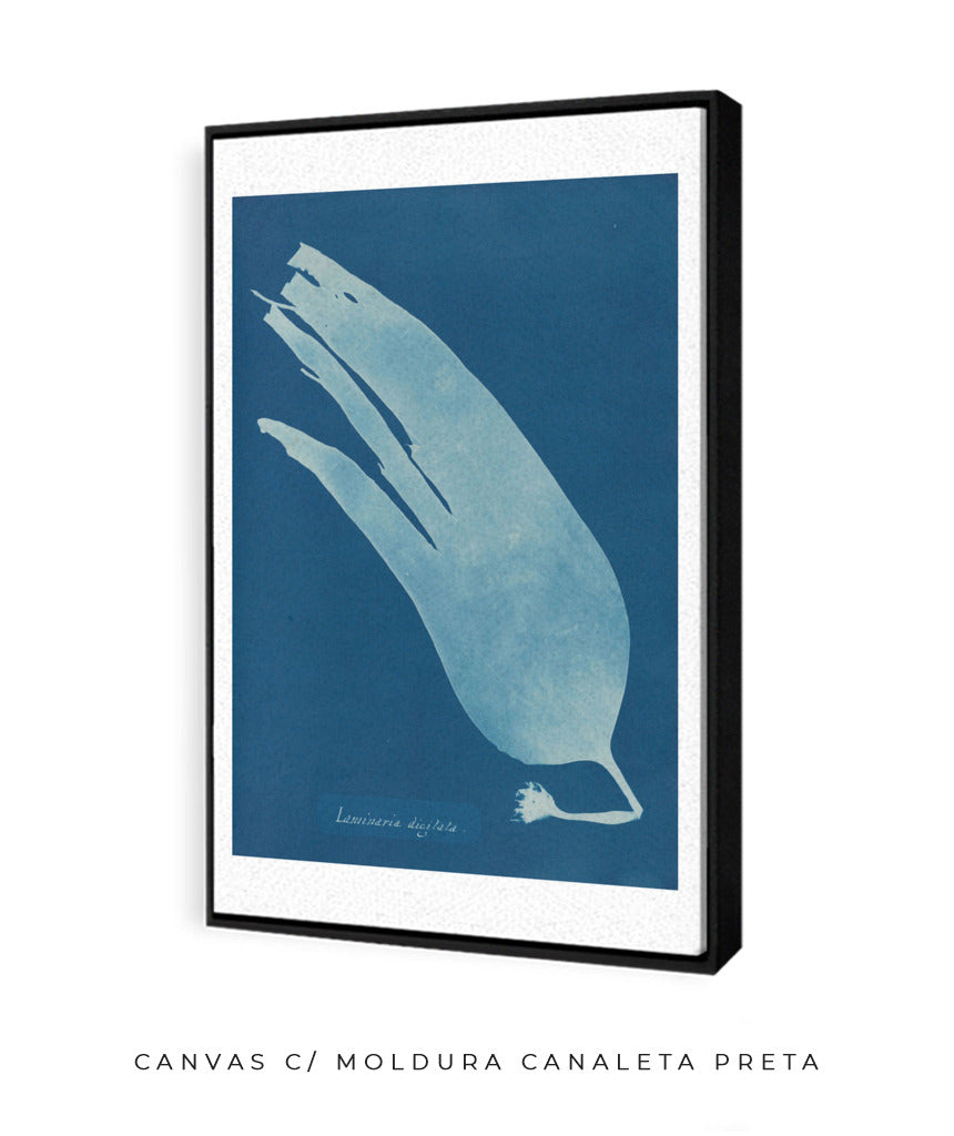 Anna Atkins I