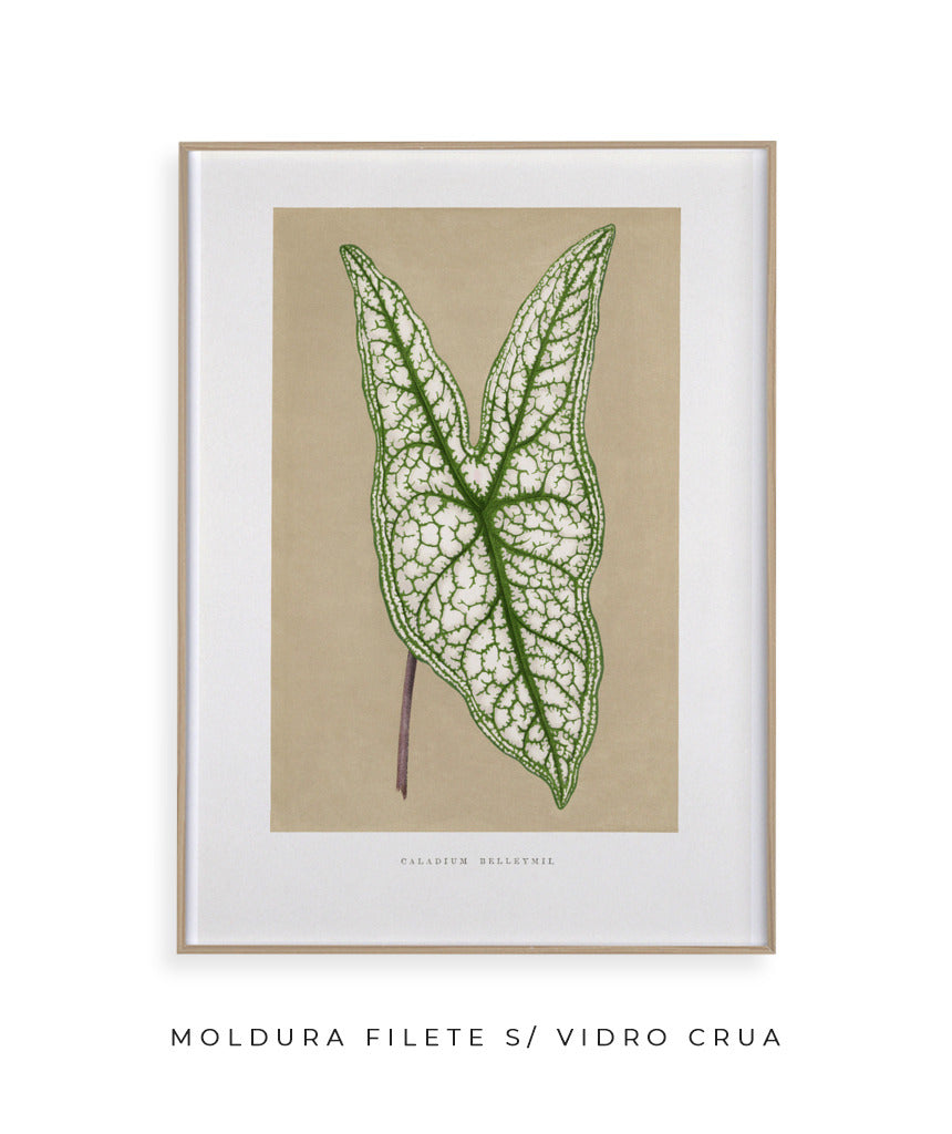 Folha VIII
