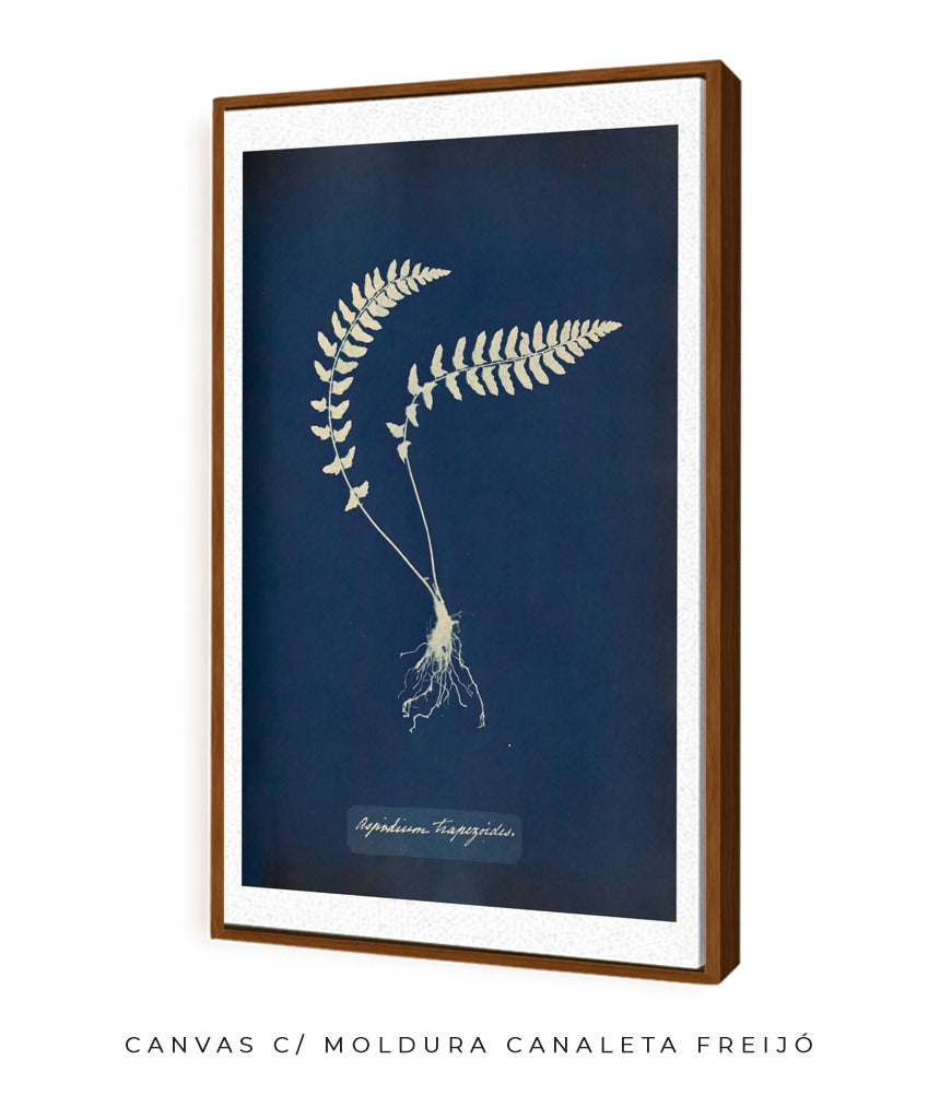 Anna Atkins VIII
