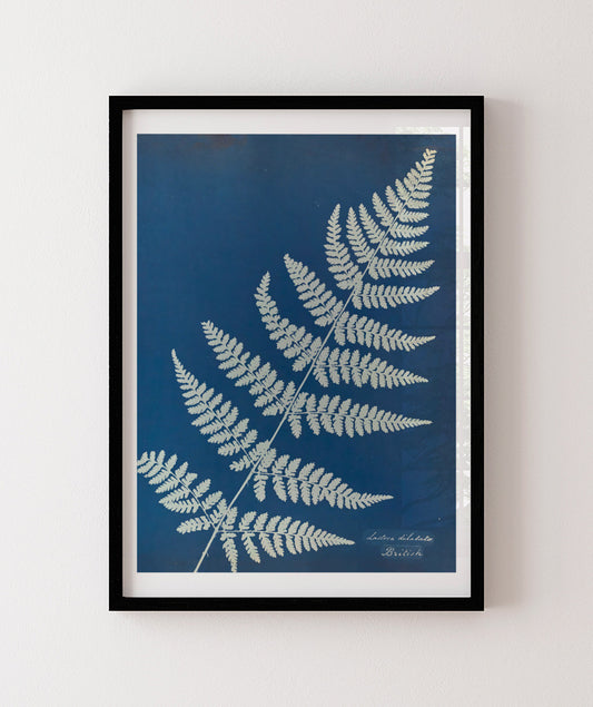Anna Atkins IV