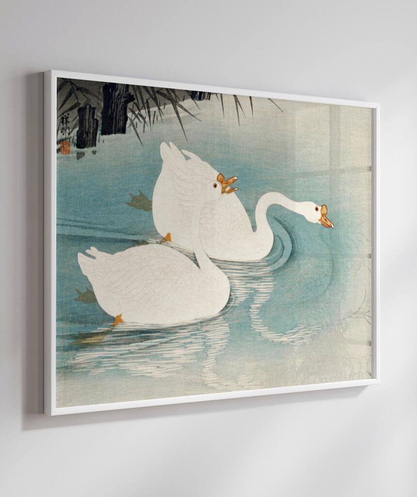Os Cisnes