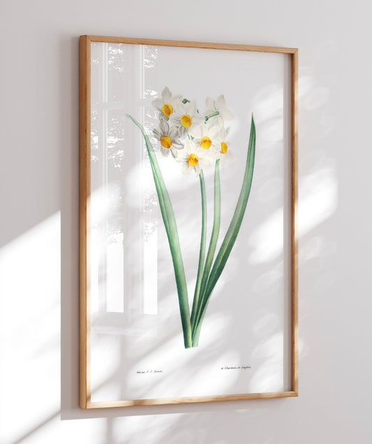 Narcisos