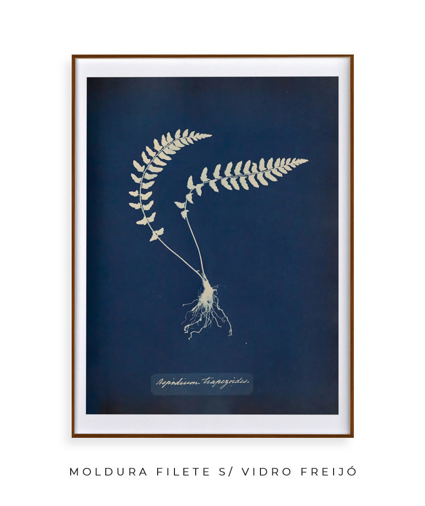 Anna Atkins VIII